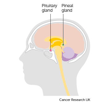 cancer-research-uk